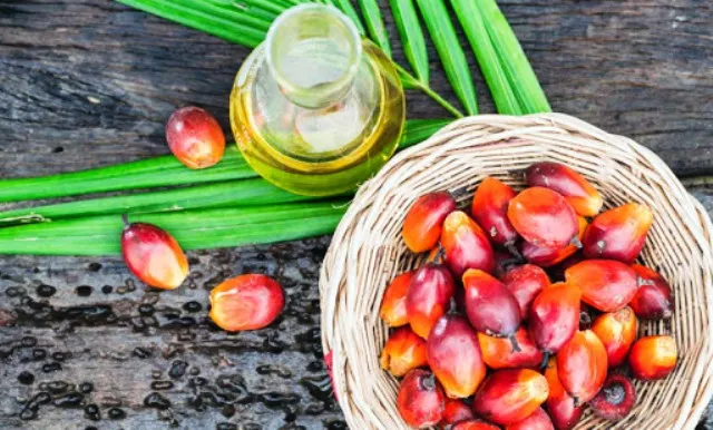 روغن هسته خرما عمده | خرید با قیمت ارزان